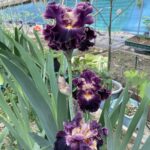 Hardy Iris Bulbs – Cold Tolerant, Perennial Returns Every Year, Beginner Friendly - Image 5