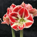 Amaryllis Flower Bulbs for Sale – Large Size, Fast Growing, Indoor Blooms - Image 5