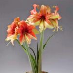 Amaryllis Flower Bulbs for Sale – Large Size, Fast Growing, Indoor Blooms - Image 6