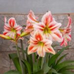 Amaryllis Bulbs Bulk – Premium Quality, Giant Blooms, Perfect for Holiday Gifts & Winter Forcing - Image 2