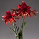 Amaryllis Bulbs Bulk – Premium Quality, Giant Blooms, Perfect for Holiday Gifts & Winter Forcing - Image 3