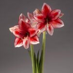 Amaryllis Bulbs Bulk – Premium Quality, Giant Blooms, Perfect for Holiday Gifts & Winter Forcing