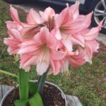 Amaryllis Bulbs Bulk – Premium Quality, Giant Blooms, Perfect for Holiday Gifts & Winter Forcing - Image 5