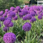 Allium Bulbs for Fall Planting – Attracts Butterflies Hummingbirds