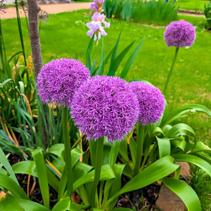 Allium Bulbs for Fall Planting