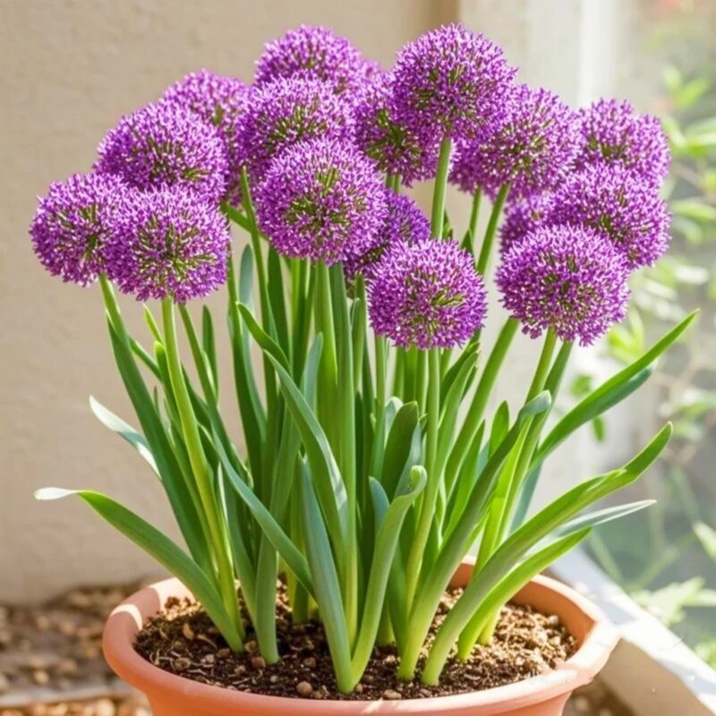 Allium Bulbs for Fall Planting