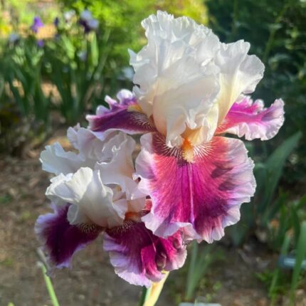 Iris Bulbs - 15Bulbs, D