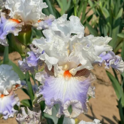 Iris Bulbs - 15Bulbs, A
