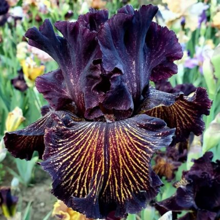 Iris Bulbs