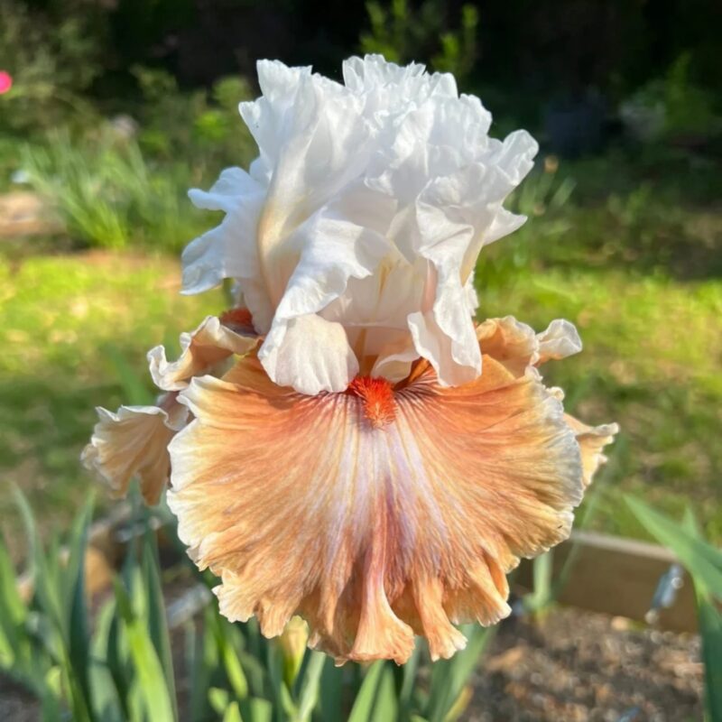 Hardy Iris Bulbs