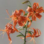 Tiger Lily Bulbs – Hardy Perennial, Fall Planting for Next Summer's Blooms, Returns Every Year