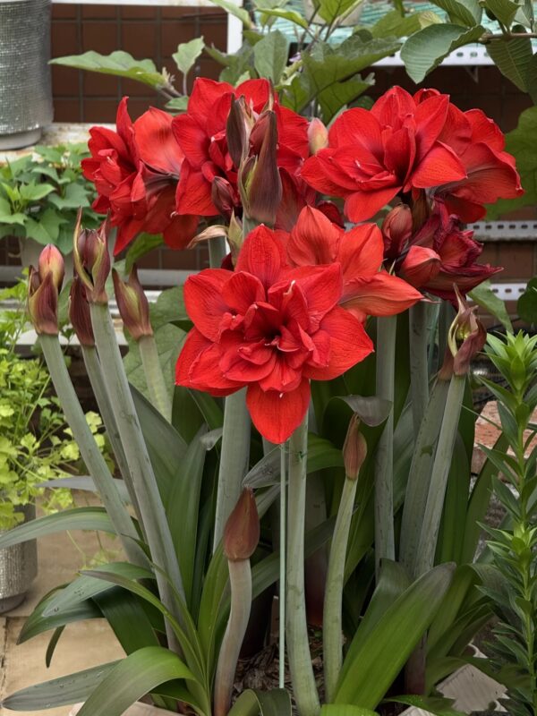 Red Amaryllis Flower Bulbs – Perennial