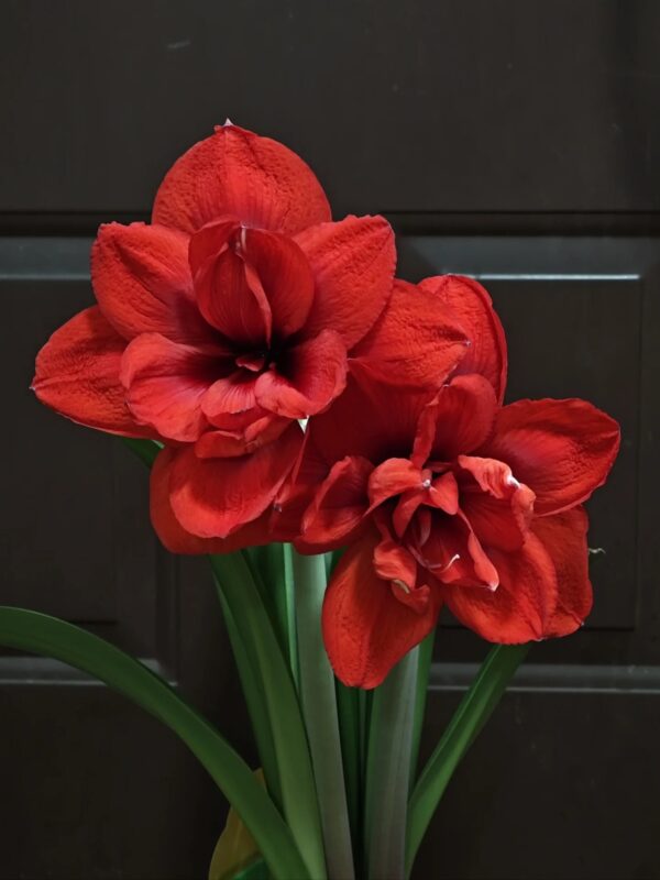 Red Amaryllis Flower Bulbs