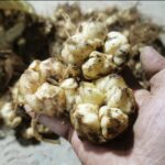 Tiger Lily Bulbs – Hardy Perennial, Fall Planting for Next Summer's Blooms, Returns Every Year - Image 7