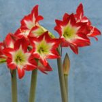 Amaryllis Bulbs Bulk – Premium Quality, Giant Blooms, Perfect for Holiday Gifts & Winter Forcing - Image 6