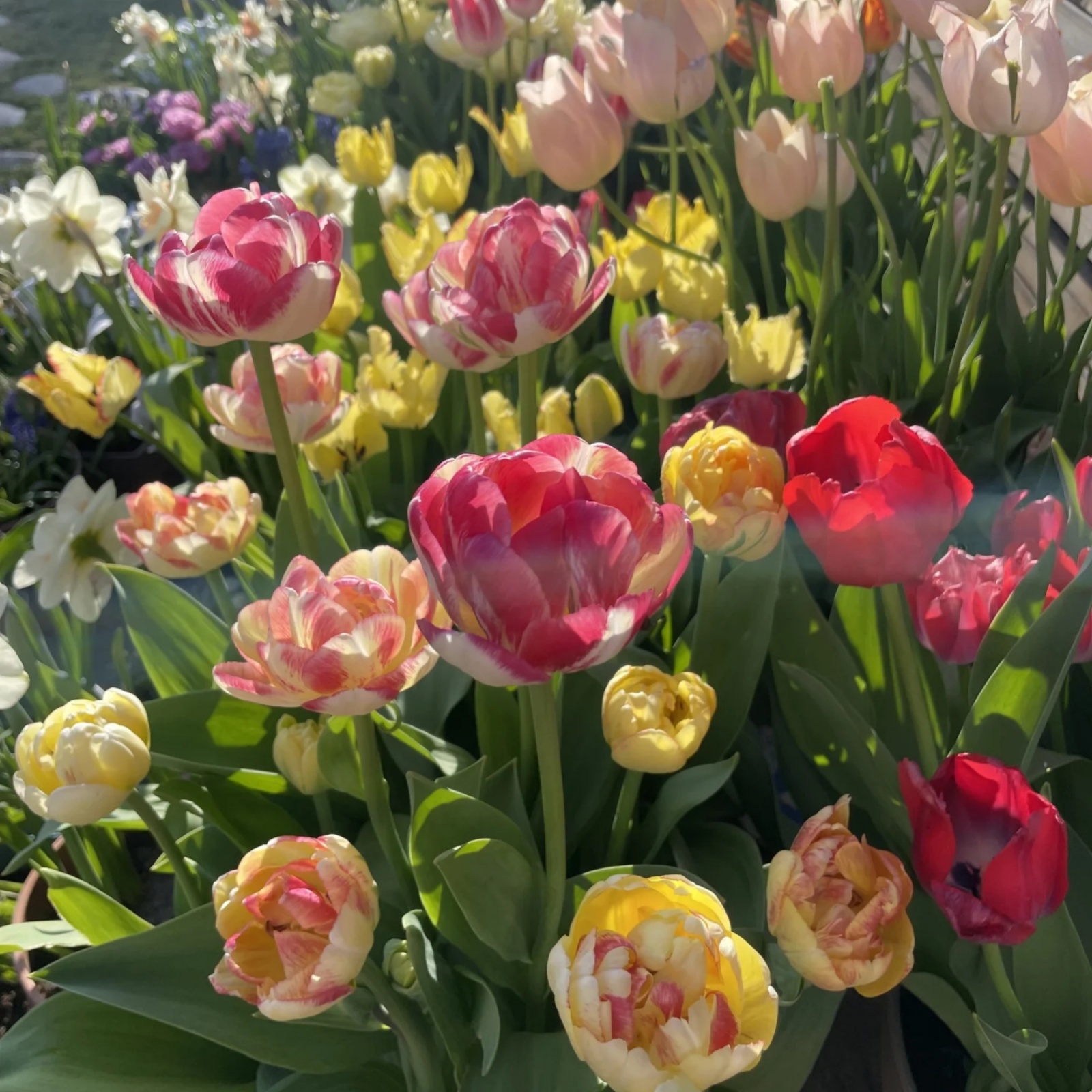 Alasines Garden – Colorful Tulip Bulbs Planting