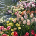 Alasines Garden
