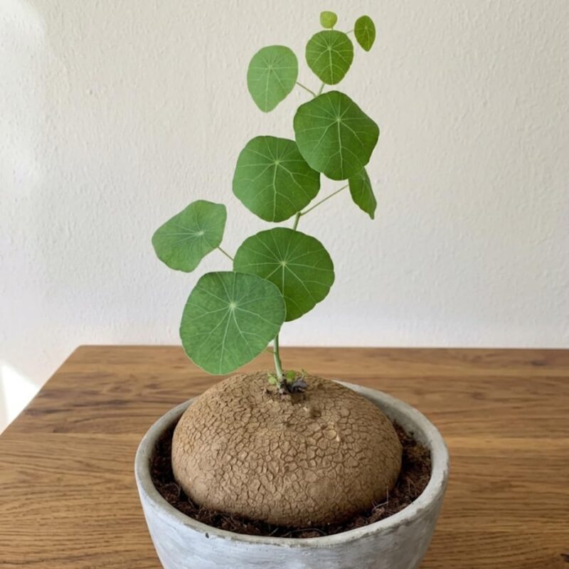 Stephania Plant Live Caudex Bulb