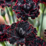 Almost black-red fringed double tulip
