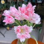 Pale blush pink fringed tulips close up