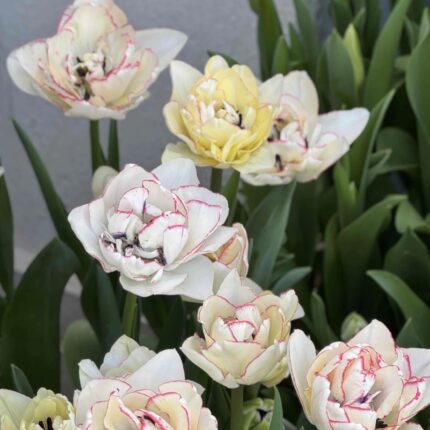 Buttercream yellow double tulips with soft centres