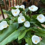 White calla lilies flowering in a garden bed