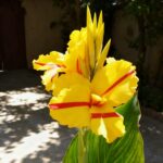 Yellow canna lily flowers in bloom