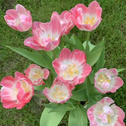 Coral pink and orange double tulips