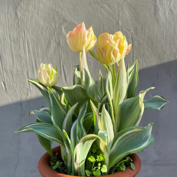 Cream and yellow tulips in a terracotta pot