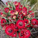 Crimson double tulips with dark centres