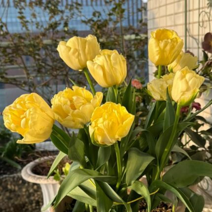 Golden yellow double tulips flowering in a pot