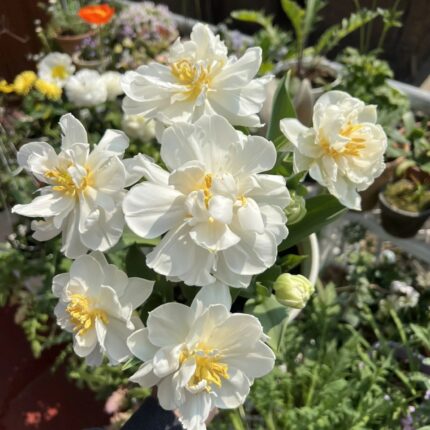Ivory white double tulips with full heads