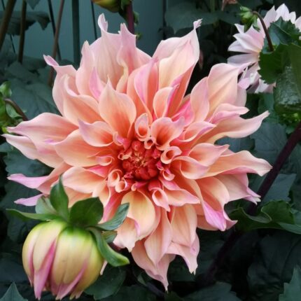 Apricot orange waterlily dahlia