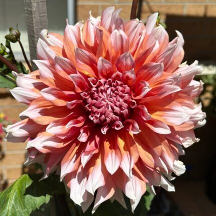 Coral orange semi cactus dahlia flower