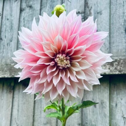 Blush pink dahlia flower with soft pale petals