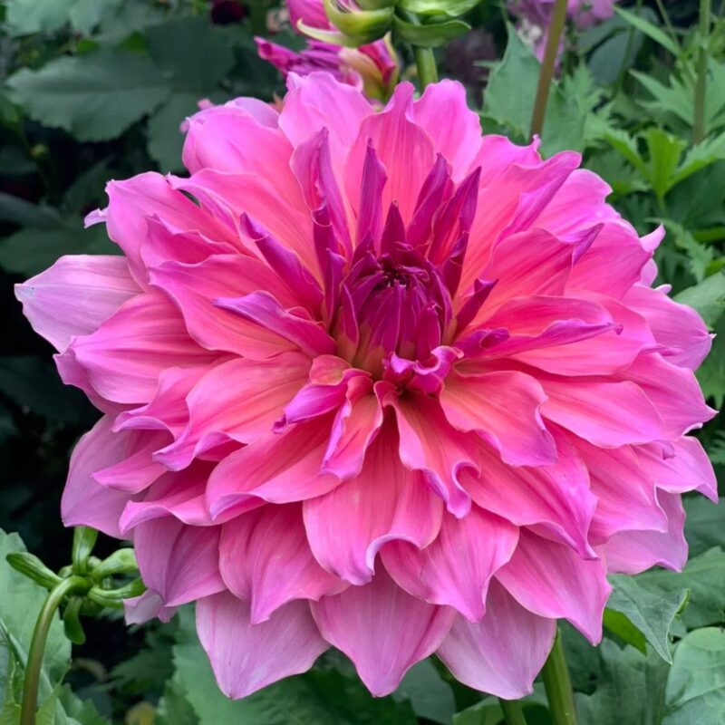 Hot pink cactus dahlia with tightly rolled pointed petals