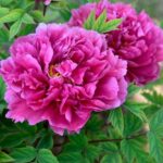 Fuchsia pink double peony flower