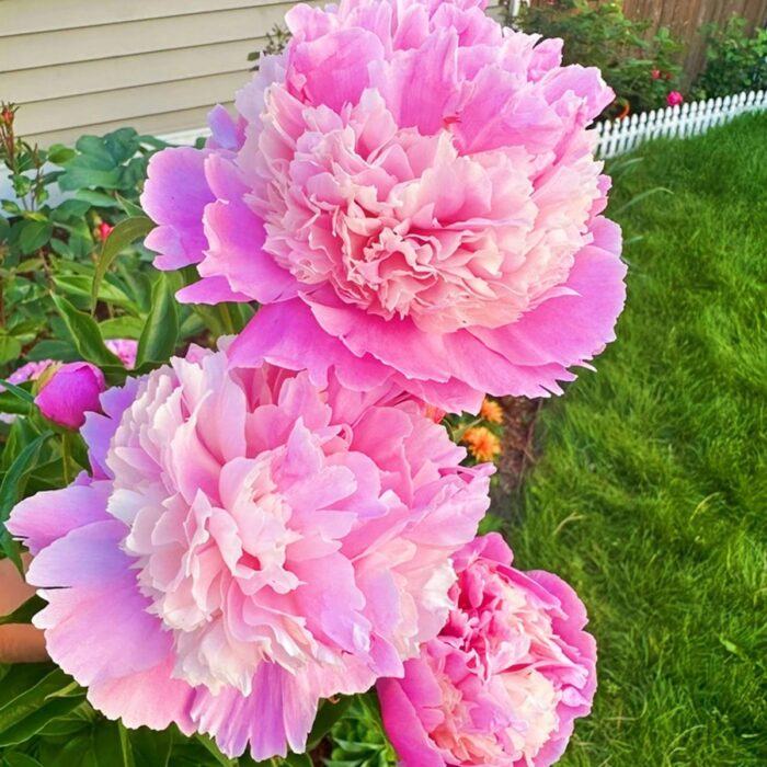 Bright hot pink peony bloom