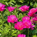 Magenta pink double peony bloom with layered petals