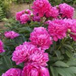 Rose pink peony flower in full bloom