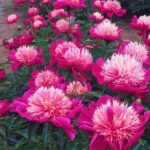 Magenta peony with white centred petals
