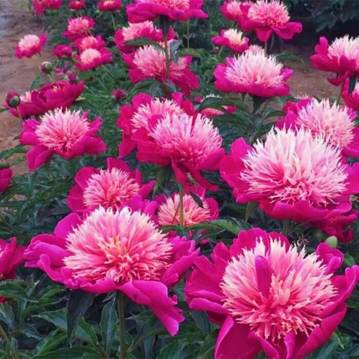 Magenta peony with white centred petals