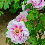 Pink and white wild-type peony flower