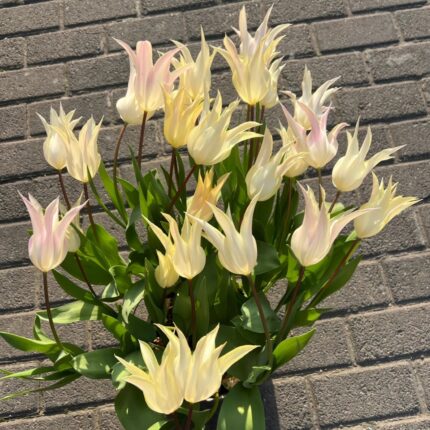 Pale primrose yellow lily-flowered tulips