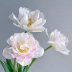 Pure white double tulips against a pale background