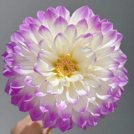 Pale lavender waterlily dahlia flower