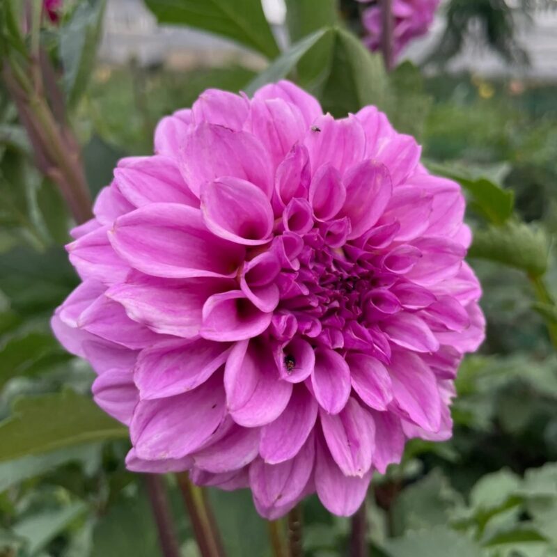 Violet purple cactus dahlia in full bloom