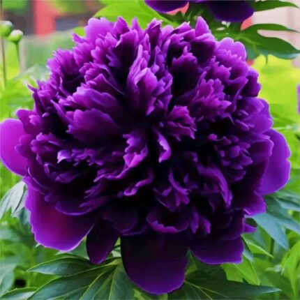 Deep purple violet double peony, hero shot