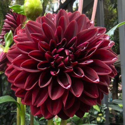 Burgundy red dahlia with velvety dark petals
