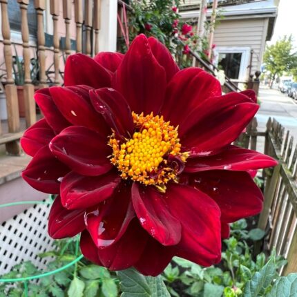 Dark maroon dahlia, near black red petals